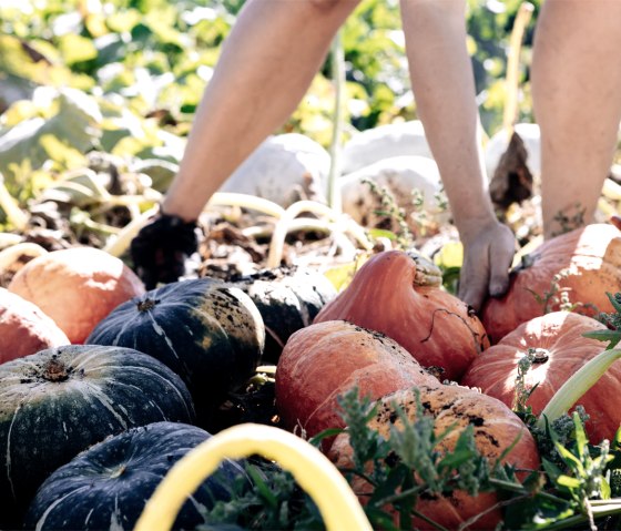 Garten Idem - Ernte, © Garten Idem Garten Idem - Ernte, © Garten Idem