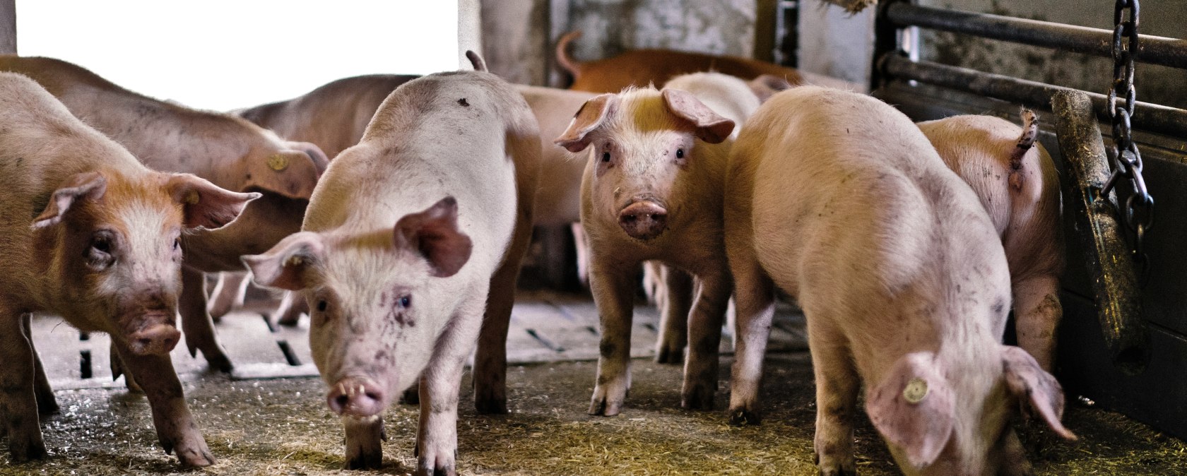 Schweine im Stall, © Lars May Schweine im Stall, © Lars May