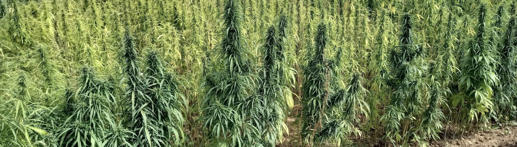 Hanf-Feld, © Behrentin Communication Hanf-Feld, © Behrentin Communication