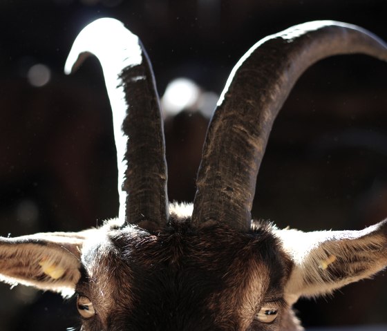 Hof Steinrausch - Ziegenbock, © Regiono Esch Hof Steinrausch - Ziegenbock, © Regiono Esch