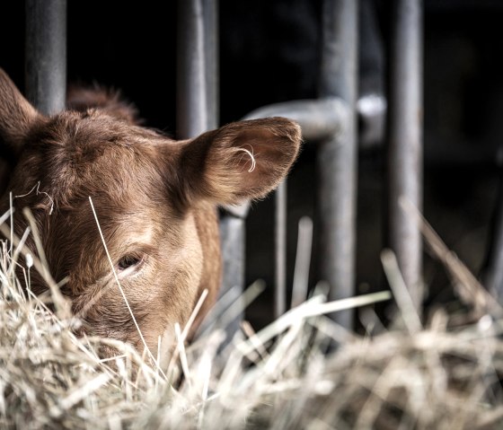 Rind auf Biohof Sachsen-Wagner, © Hofgut Sachsen-Wagner Rind auf Biohof Sachsen-Wagner, © Hofgut Sachsen-Wagner