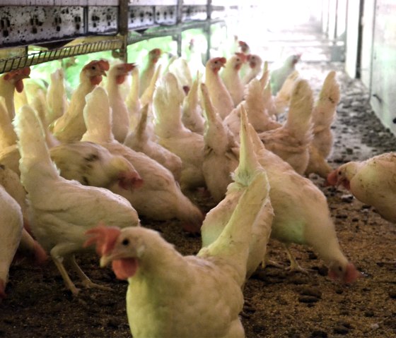 Hühner, © Geflügelhof Andres Hühner, © Geflügelhof Andres