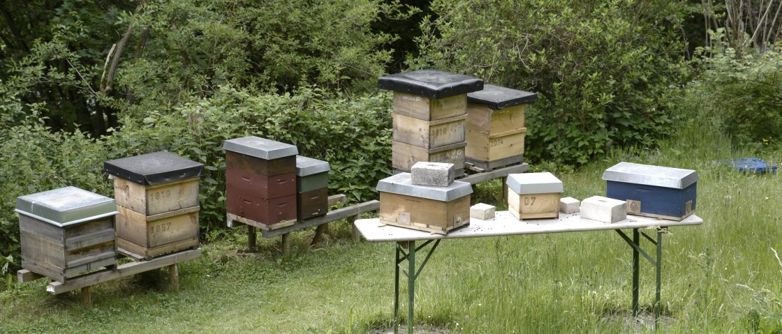 Zuchtvölker im Garten von Imker Friedrich Bleckmann, © Eifel Tourismus/Petra Grebe Zuchtvölker im Garten von Imker Friedrich Bleckmann, © Eifel Tourismus/Petra Grebe