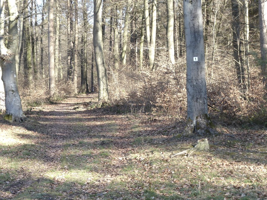 Ein Waldweg mit Laub bedeckt, umgeben von hohen Bäumen. Ein Baum hat eine Markierung mit der Nummer 1., © Eifelverein OG Speicher Ein Waldweg mit Laub bedeckt, umgeben von hohen Bäumen. Ein Baum hat eine Markierung mit der Nummer 1., © Eifelverein OG Speicher