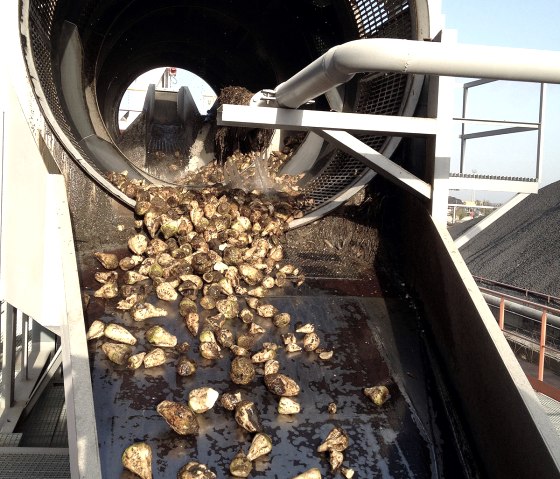 Rübenwäsche, © Pfeifer & Langen GmbH & Co. KG Rübenwäsche, © Pfeifer & Langen GmbH & Co. KG