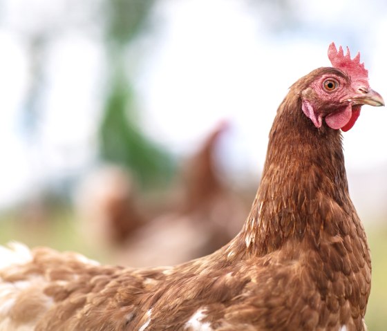 Ein Huhn auf dem Eichenhof, © Familie Eich Ein Huhn auf dem Eichenhof, © Familie Eich