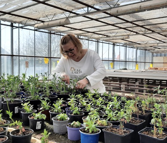 Alibi-Gärtnerei, © Zukunftsinitiative Eifel / Eifel Tourismus GmbH Alibi-Gärtnerei, © Zukunftsinitiative Eifel / Eifel Tourismus GmbH