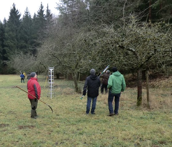 Obstbaum-Schnittkurs in Schönecken, © Holger Tülp Obstbaum-Schnittkurs in Schönecken, © Holger Tülp