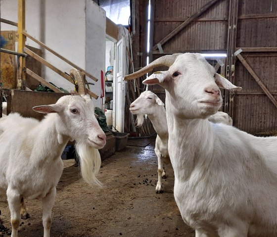 Ziegen im Stall, © Eifel Tourismus GmbH/Heiko Jakobs Ziegen im Stall, © Eifel Tourismus GmbH/Heiko Jakobs