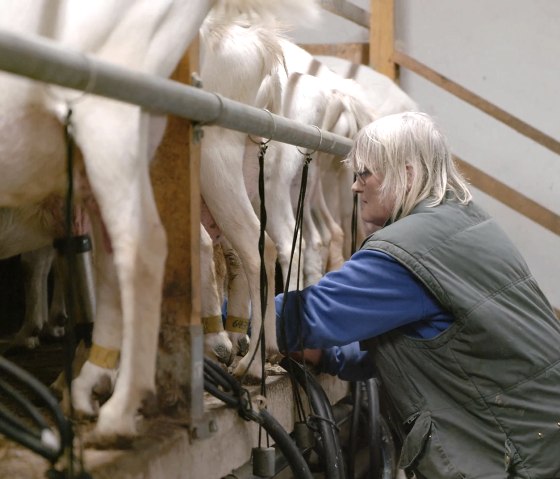 Ziegenmelken, © LAG Kreis Bitburg-Prüm/Videoclip Thomas Urbany Ziegenmelken, © LAG Kreis Bitburg-Prüm/Videoclip Thomas Urbany