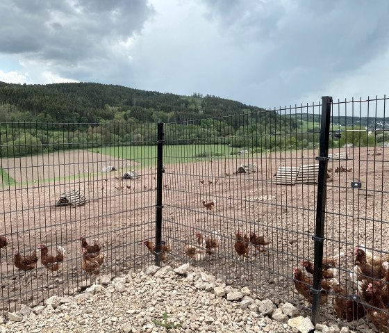 Im Freigehege haben die Hühner viel Auslauf, © Angelika Koch, ET Im Freigehege haben die Hühner viel Auslauf, © Angelika Koch, ET