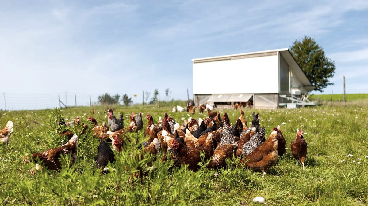 Hühner auf der Wiese, © Geflügelhof Janshen Hühner auf der Wiese, © Geflügelhof Janshen