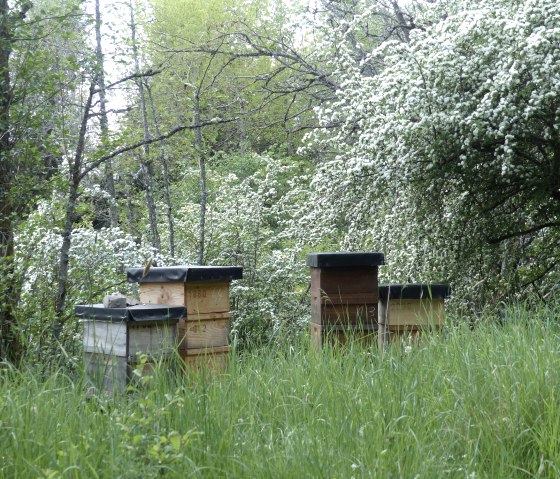 Bienenvölker am Waldrand, © Friedrich Bleckmann Bienenvölker am Waldrand, © Friedrich Bleckmann