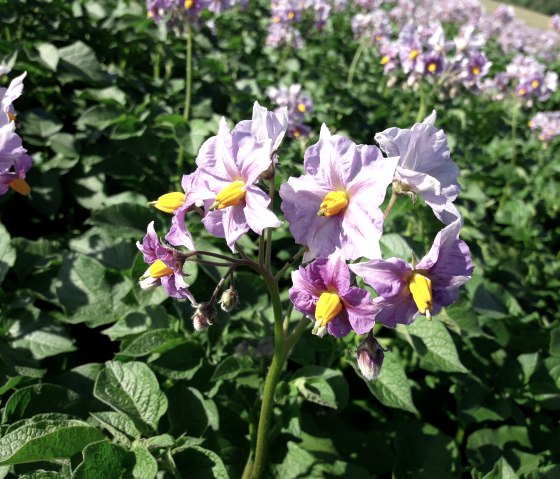 Kartoffelblüte, © Kartoffel Landvogt Kartoffelblüte, © Kartoffel Landvogt