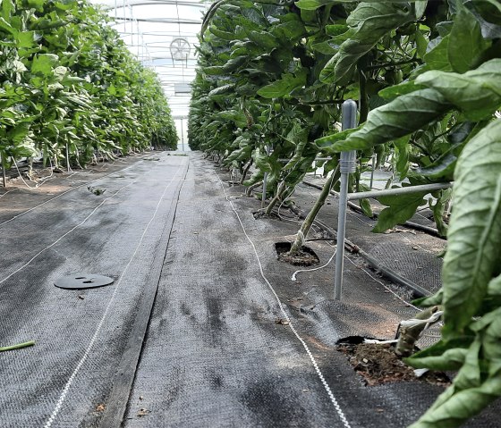 Südeifeler Bodengewächs, © Eifel Tourismus Südeifeler Bodengewächs, © Eifel Tourismus