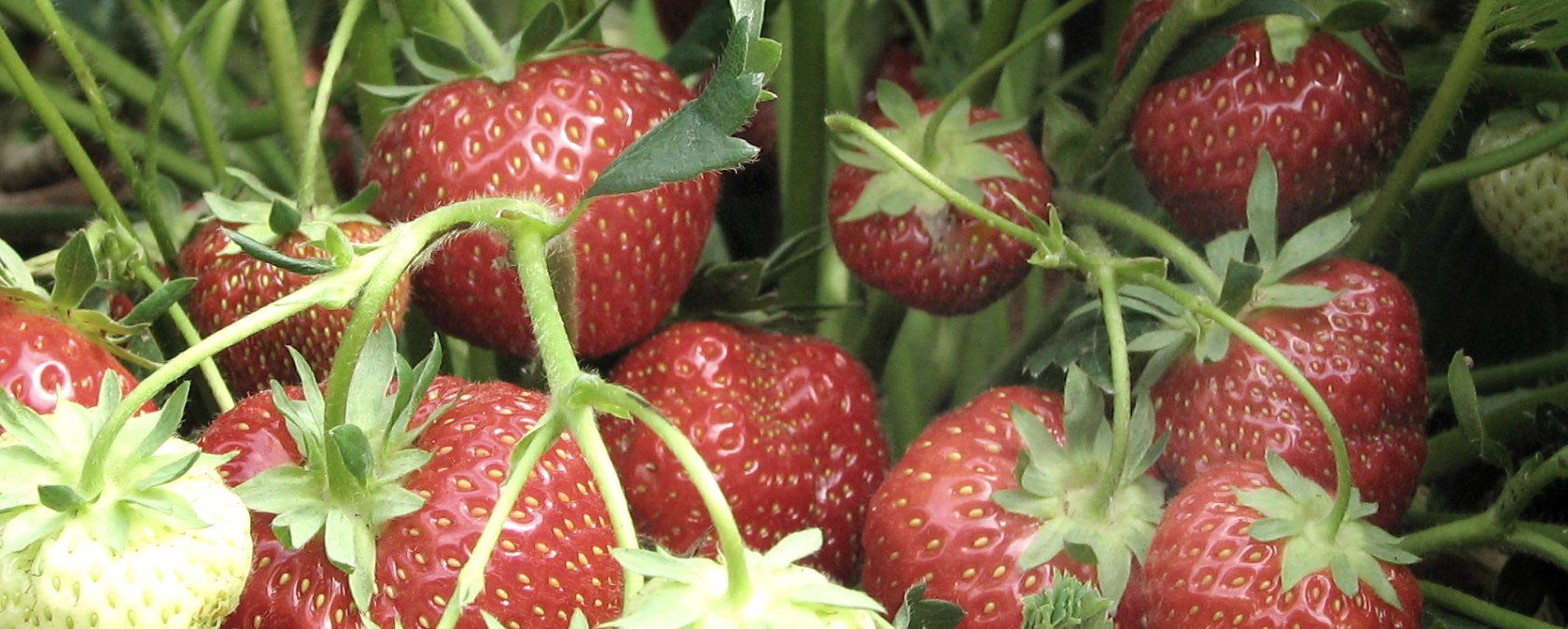 Erdbeeren frisch vom Feld, © Esser's Bauernhof Erdbeeren frisch vom Feld, © Esser's Bauernhof