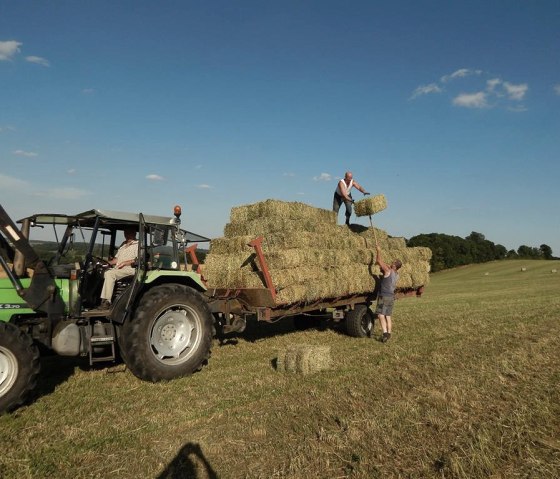 Gesundes Futter " Heu", © Andreas Goltz | phormat.de Gesundes Futter " Heu", © Andreas Goltz | phormat.de