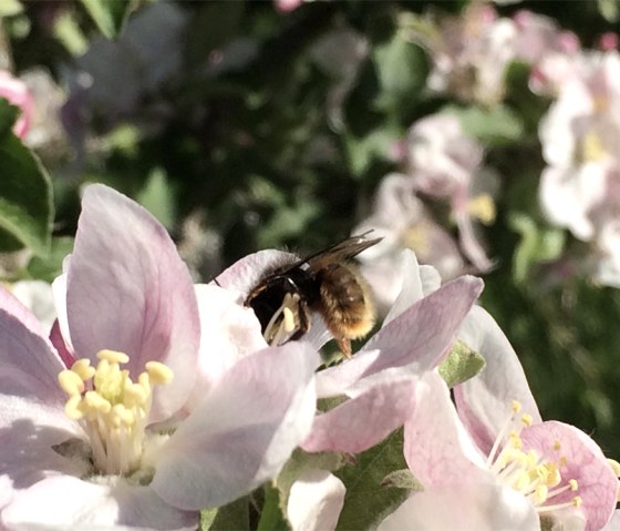 Bauerngarten, © Eifel Tourismus (ET) GmbH - Angelika Koch Bauerngarten, © Eifel Tourismus (ET) GmbH - Angelika Koch