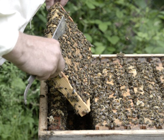 Eine Wabe, © Eifel Tourismus/Petra Grebe Eine Wabe, © Eifel Tourismus/Petra Grebe