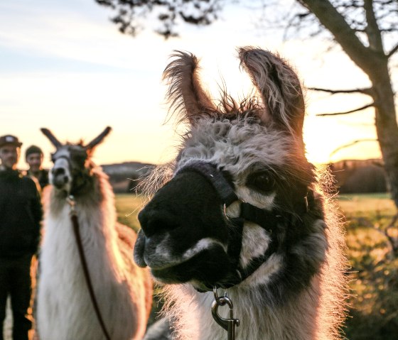 Lamas stehlen sich in jedes Herz, © nomad Lamas stehlen sich in jedes Herz, © nomad