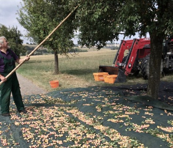 Obsternte, © Matthias Lehnen Obsternte, © Matthias Lehnen