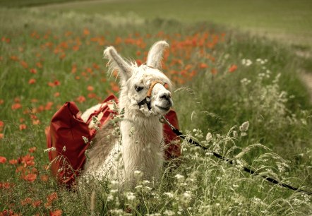 Ein Lama auf einer Wiese, © Georg Moeller/nomad Ein Lama auf einer Wiese, © Georg Moeller/nomad