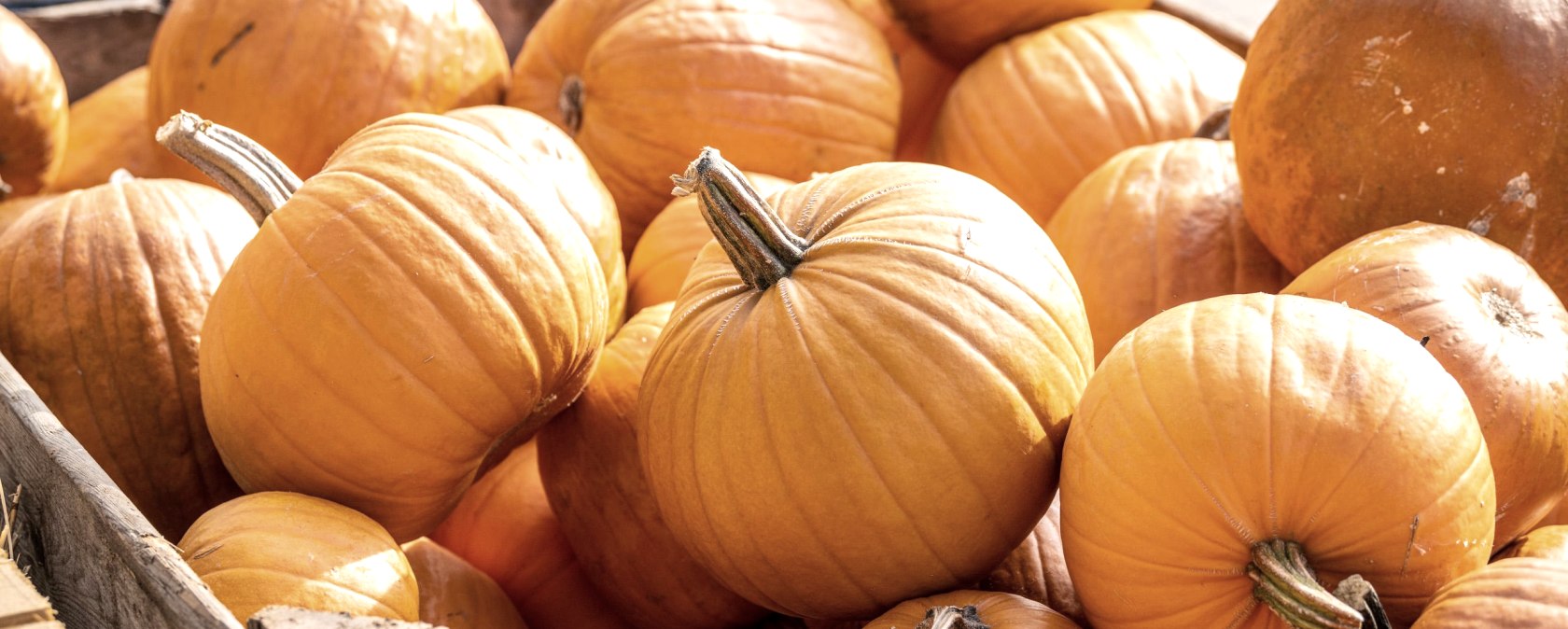 Kürbisse, © Eifel Tourismus GmBH, Dominik Ketz Kürbisse, © Eifel Tourismus GmBH, Dominik Ketz