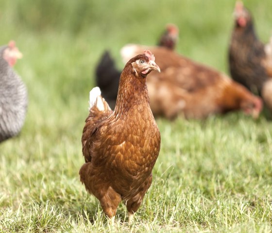 Hühner auf dem Geflügelhof, © Geflügelhof Janshen Hühner auf dem Geflügelhof, © Geflügelhof Janshen