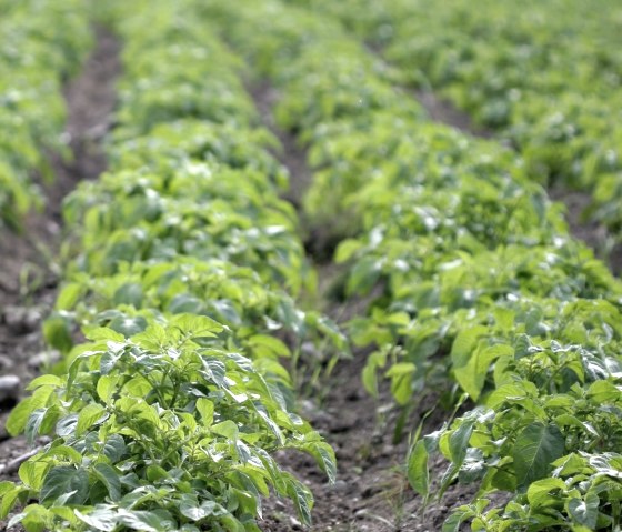 Kartoffeln in der Blüte, © Esser's Bauernhof Kartoffeln in der Blüte, © Esser's Bauernhof