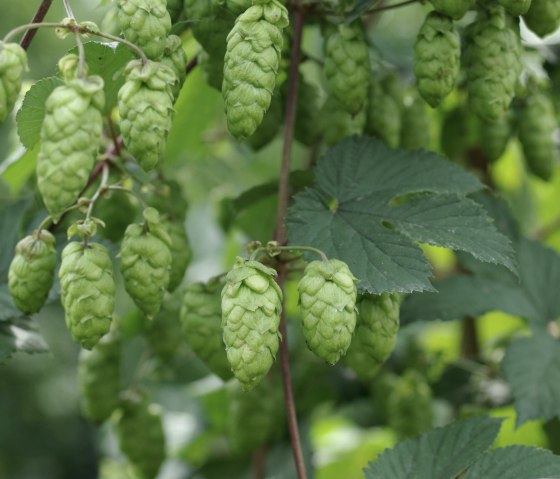 Hopfen, © Felsenland Südeifel Tourismus Gmbh, Peter Weber Hopfen, © Felsenland Südeifel Tourismus Gmbh, Peter Weber
