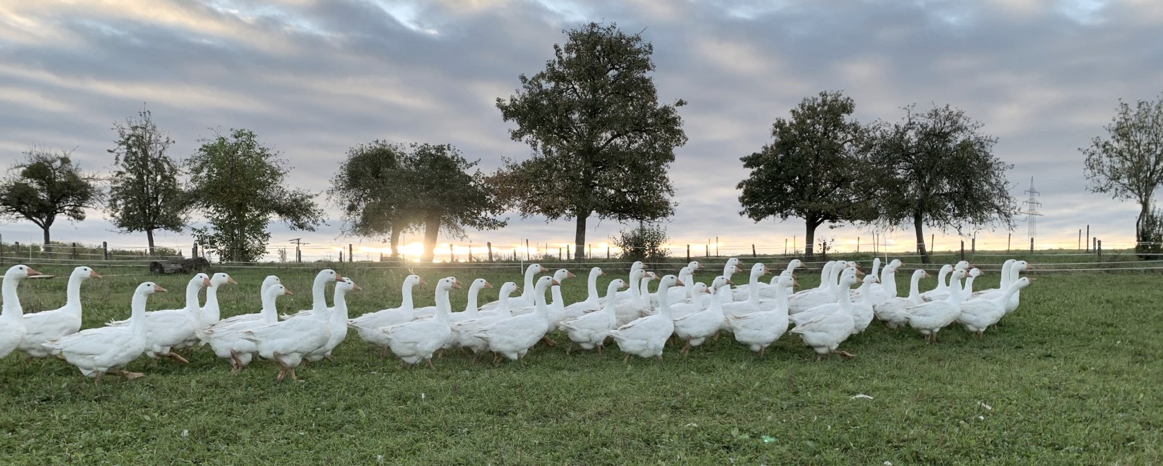 Die Gänse haben viel Auslauf, © Geflügelhof Lausberg Die Gänse haben viel Auslauf, © Geflügelhof Lausberg