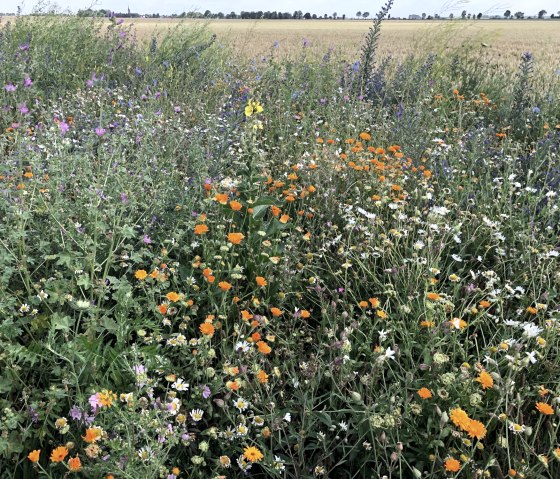 Ein Blühstreifen - Lebensgrundlage für Insekten, © Esser's Bauernhof Ein Blühstreifen - Lebensgrundlage für Insekten, © Esser's Bauernhof