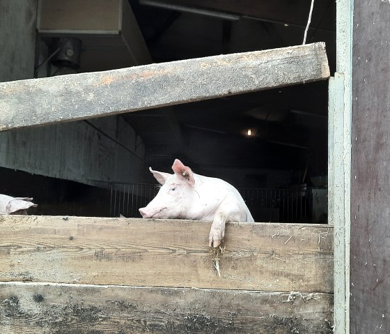 Schweineaufzucht2, © Zukunftsinitiative Eifel / Eifel Tourismus GmbH Schweineaufzucht2, © Zukunftsinitiative Eifel / Eifel Tourismus GmbH