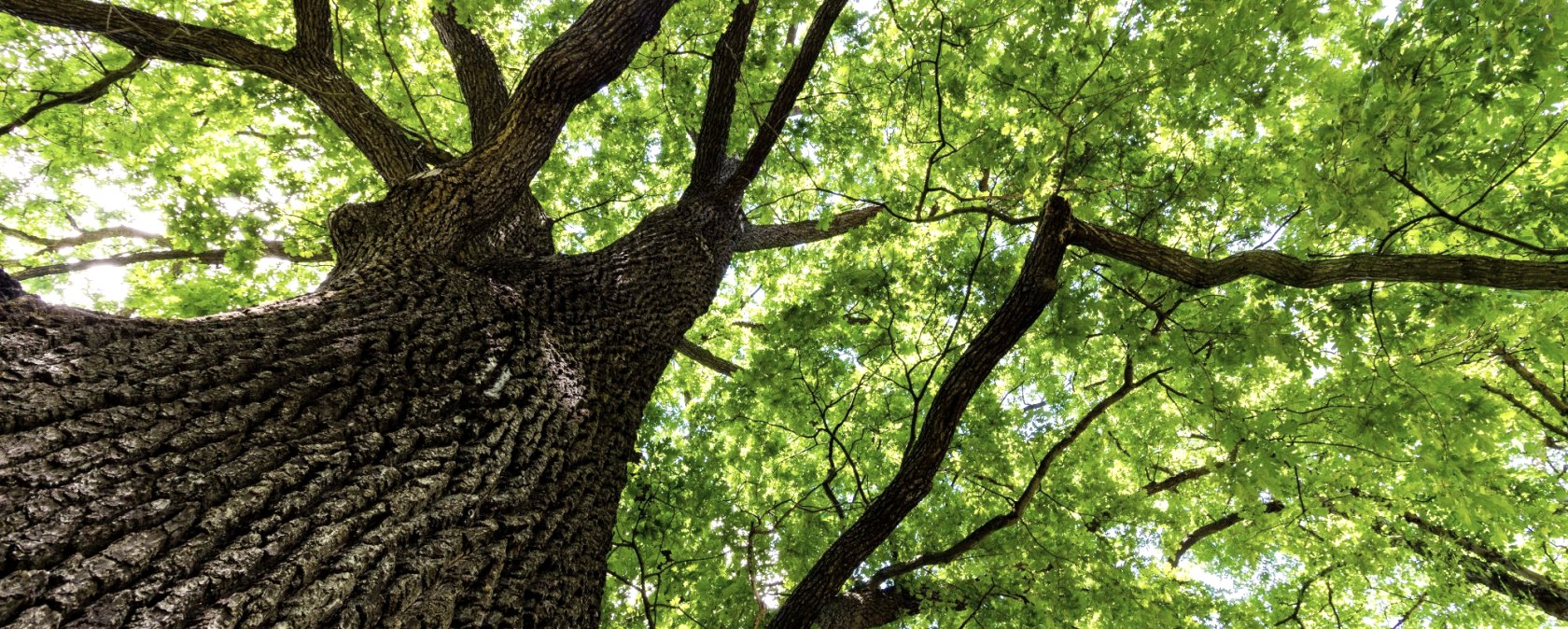 Baum-Wald, © Adobe Stock Baum-Wald, © Adobe Stock