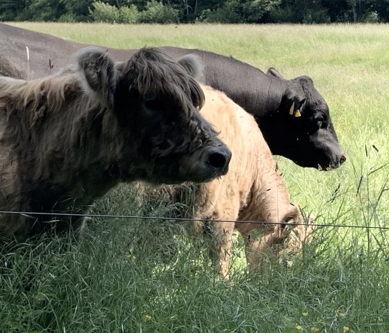 Rinderherde auf Weide, © Hofgut Sachsen-Wagner Rinderherde auf Weide, © Hofgut Sachsen-Wagner