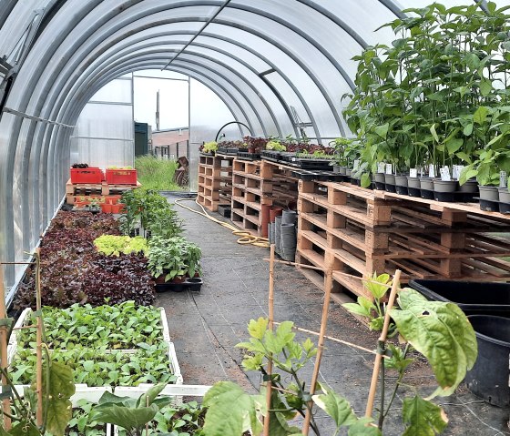 Suedeifeler Gewächshaus, © Eifel Tourismus Suedeifeler Gewächshaus, © Eifel Tourismus