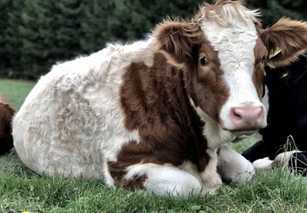 Kalb, © TI Adenau ©Sebastian_Schulte Kalb, © TI Adenau ©Sebastian_Schulte