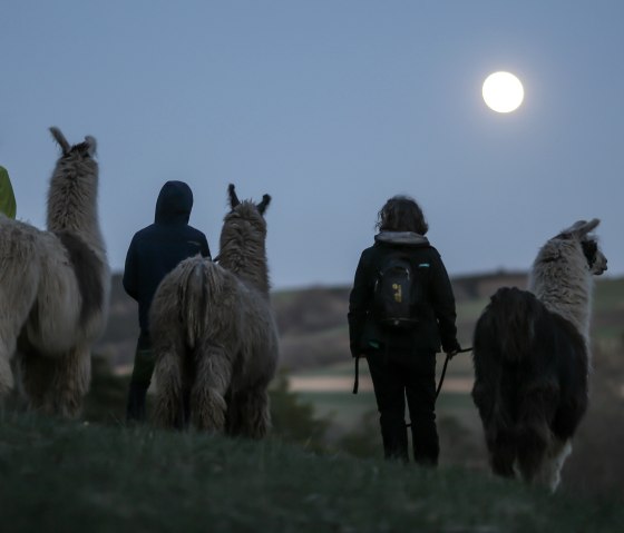 Eine Lamawanderung bei Vollmond, © nomad Eine Lamawanderung bei Vollmond, © nomad