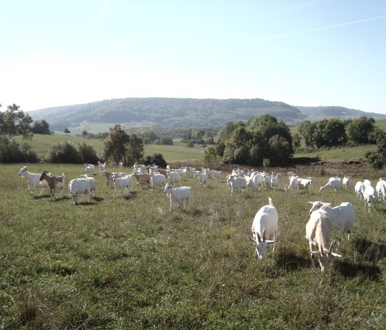 Ziegen auf der Weide, © Hommerdinger Käse-Manufaktur & Ziegenhof Ziegen auf der Weide, © Hommerdinger Käse-Manufaktur & Ziegenhof