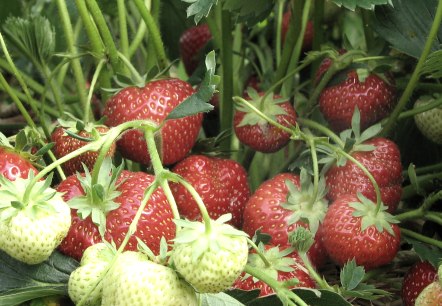 Erdbeeren frisch vom Feld, © Esser's Bauernhof Erdbeeren frisch vom Feld, © Esser's Bauernhof