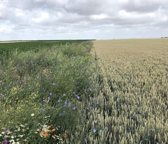 Ein Blühstreifen neben einem Getreidefeld, © Esser's Bauernhof Ein Blühstreifen neben einem Getreidefeld, © Esser's Bauernhof