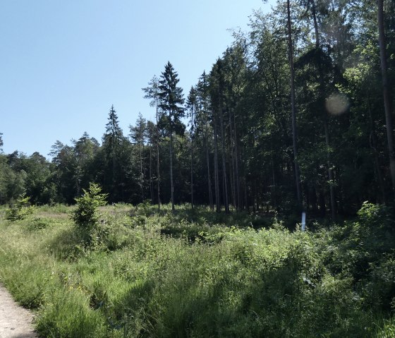 Ein schmaler Waldweg führt durch einen dichten, grünen Wald. Hohe Bäume und Büsche säumen den Weg unter einem klaren, blauen Himmel., © TI Bitburger Land Ein schmaler Waldweg führt durch einen dichten, grünen Wald. Hohe Bäume und Büsche säumen den Weg unter einem klaren, blauen Himmel., © TI Bitburger Land
