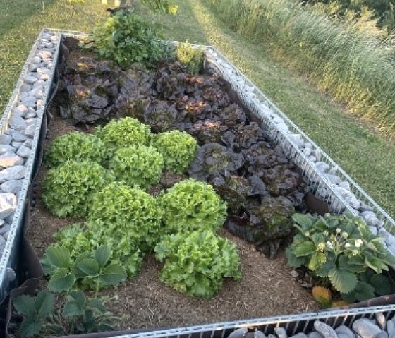 Hochbeet, © Autohaus Schaal Hochbeet, © Autohaus Schaal