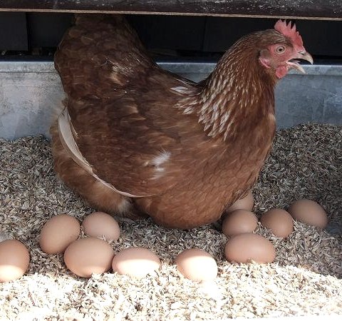 Hühner vom Ökohof, © Ökohof Halfmann Hühner vom Ökohof, © Ökohof Halfmann