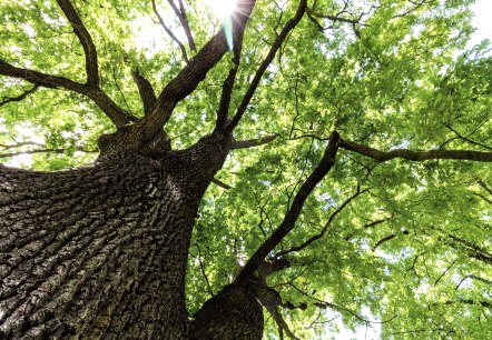 Baum-Wald, © Adobe Stock Baum-Wald, © Adobe Stock