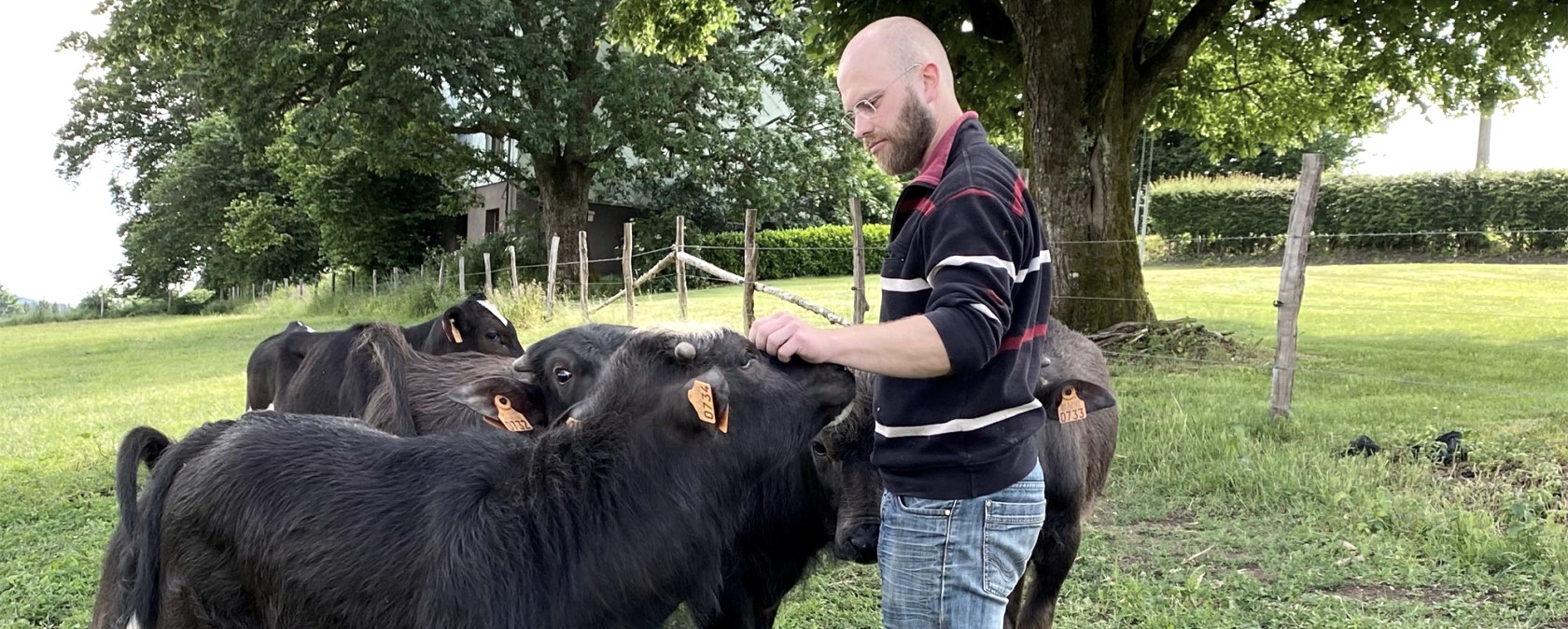 Wasserbüffel, © Zukunftsinitiative Eifel / Eifel Tourismus GmbH Wasserbüffel, © Zukunftsinitiative Eifel / Eifel Tourismus GmbH