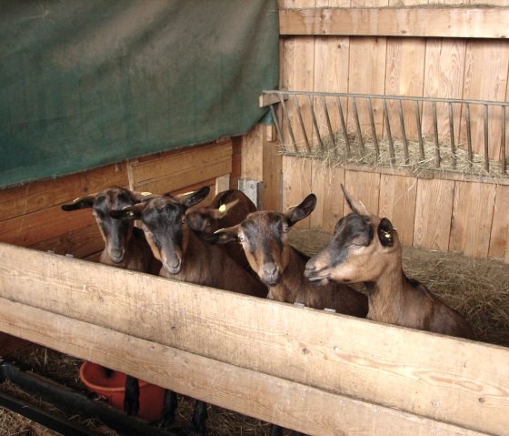 Ziegen auf dem Ulmenhof, © Ulmenhof Sarmersbach Ziegen auf dem Ulmenhof, © Ulmenhof Sarmersbach