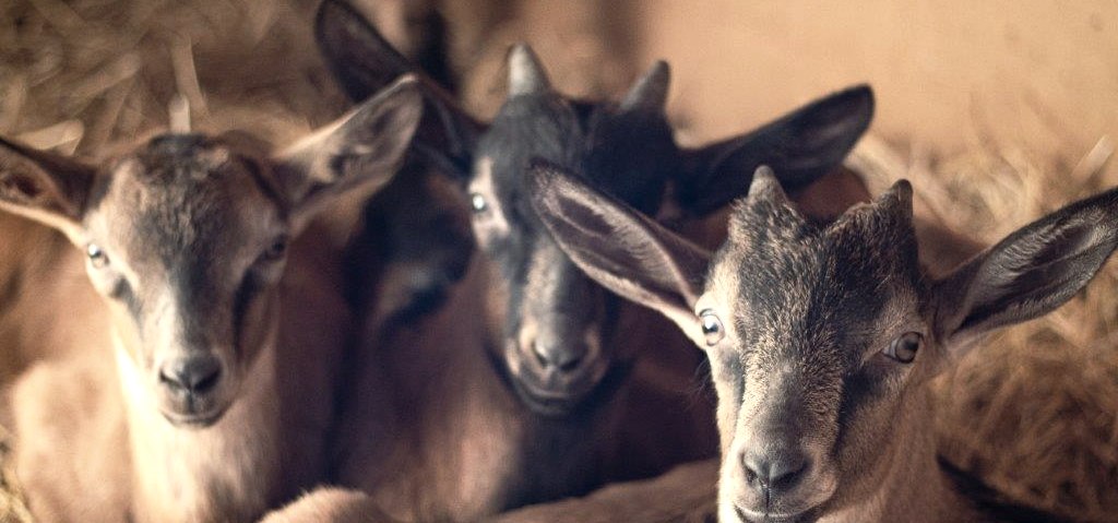 Hof Steinrausch - Ziegen, © Regiono Esch Hof Steinrausch - Ziegen, © Regiono Esch