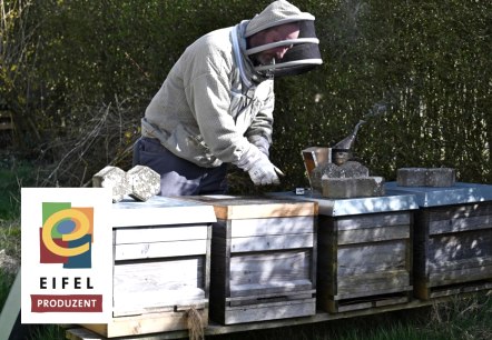 Eine Wabe mit Bienen, © Eifel Tourismus/Petra Grebe Eine Wabe mit Bienen, © Eifel Tourismus/Petra Grebe