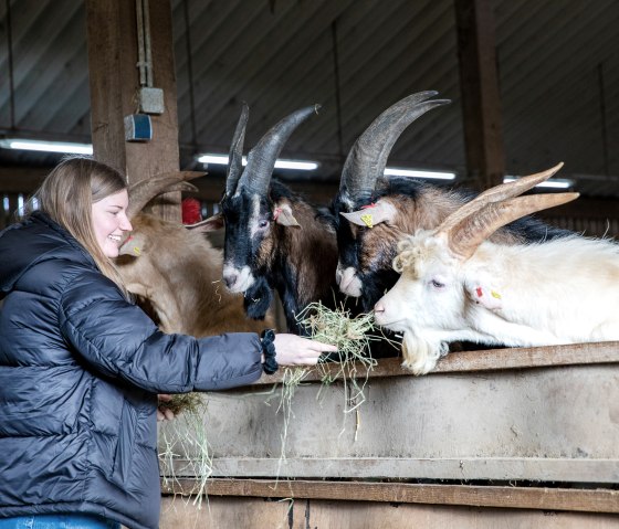 Ein Besuch bei den Ziegen, © Phormat Ein Besuch bei den Ziegen, © Phormat